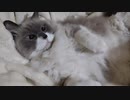 だんだん本気になってくる