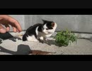 野良猫動画をGoProアプリで編集　第二弾