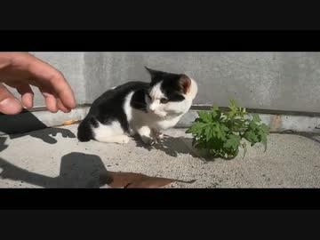 野良猫動画をGoProアプリで編集　第二弾