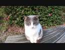 野良猫がかすれた声で甘えてくる姿が可愛過ぎる