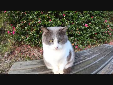 野良猫がかすれた声で甘えてくる姿が可愛過ぎる