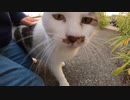 【ASMR】ゴロゴロ大音量で甘えてくる野良猫が私の足にまとわりついて来たｗ