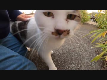 【ASMR】ゴロゴロ大音量で甘えてくる野良猫が私の足にまとわりついて来たｗ