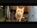 野良猫動画をGoProアプリで編集　第4弾
