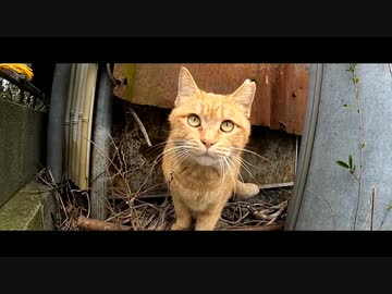 野良猫動画をGoProアプリで編集　第4弾