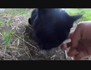 黒い野良猫達がマッタリしていたのでモフって来たゾ