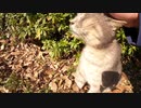 茂みの陰に隠れていた野良猫に腰トントンしてみたら・・・