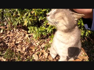 茂みの陰に隠れていた野良猫に腰トントンしてみたら・・・