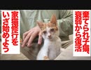 棄てられ保護子猫、回復を見せて家猫修行を開始する