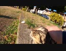 初対面の野良猫とトントン、ナデナデ触れ合って心を開く瞬間！