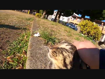 初対面の野良猫とトントン、ナデナデ触れ合って心を開く瞬間！