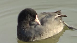 オオバンの毛繕い