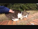 ちょっと臆病な野良猫をナデナデしたらゴロゴロ音が聞こえてきた