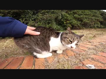 ちょっと臆病な野良猫をナデナデしたらゴロゴロ音が聞こえてきた