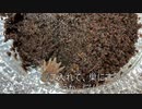 [不動の一位！]タランチュラ飼育日記その４6[不動にちげぇねぇぜ！]