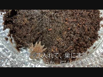 [不動の一位！]タランチュラ飼育日記その４6[不動にちげぇねぇぜ！]