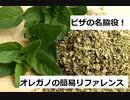 【スパイスを知ろう！】オレガノを知ろう！【part28】