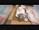 ハムスター飼いました。その109～2020年12月だよ!!体重測定だよ!!～