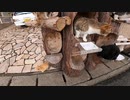 【相島】野良猫の集団ランチタイムに遭遇した！【コラボ企画】
