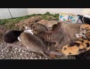 【相島】野良猫の集団ランチタイムに遭遇した！【コラボ企画第二弾】