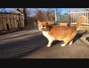私を警戒しながら近づいてくる野良猫がゴロゴロ言って可愛過ぎる