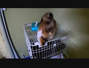 猫が「初めてのアイススケート」みたいなことしてたww【面白い三毛猫】