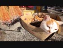 【青島】大量の猫団子を発見したぞ！【猫島】