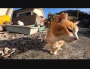 【青島】島に上陸したら大量の野良猫がいたゾ！【猫島】