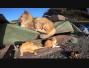 【青島】ゆっくり時間が流れる島の野良猫をモフってきたゾ【猫島】
