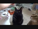 ひたすらネコさんがおやつを食べるだけ