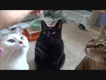 ひたすらネコさんがおやつを食べるだけ