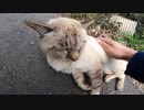 あれ？デュフィじゃね？って思ったら別の猫が来て口喧嘩になった