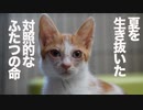 棄てられ保護子猫と終末期のボス猫、対照的な命の数奇な縁
