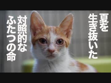 棄てられ保護子猫と終末期のボス猫、対照的な命の数奇な縁