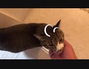 ぱふと鳴くシロイルカ