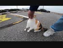 野良猫の虐待があった公園が現在とんでもない事になっていると話題に？