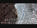 [まこまこタイム]タランチュラ飼育日記その４７[キス顔選手権優勝]