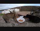野良猫の食事中にいきなり壮絶な口喧嘩に発展したゾ！