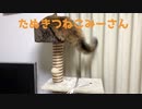 しっぽで遊んでる猫