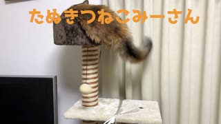 しっぽで遊んでる猫