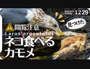 1229【ネコ食べるカモメ】鳥の糞で植物の種が拡散。カルガモ交尾失敗、ヒドリガモ鳴き声、スズメ、ピラカンサがムクドリに食べられる、腐肉食スカベンジャー【 #今日撮り野鳥動画まとめ 】 #身近な生き物語