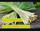 【スパイスを知ろう！】レモングラスを知ろう！【part29】