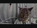 猫島で一匹モフったら別の野良猫がワラワラ寄ってきた