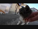 【青島】猫島で食後に猫と一緒にダラダラしてきたゾ【日本猫島】