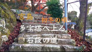 【宮島の道を行く】風情ある「多宝塔」へ石段の道を行く（名残の島の紅葉 風景）２０２０冬