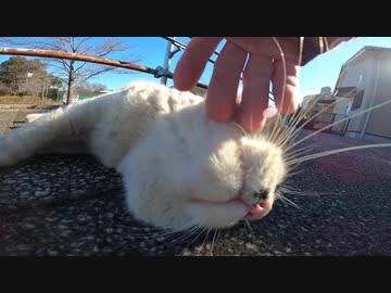 寒空の下で野良猫に腰トントンとモフりを全力でしてきたゾ