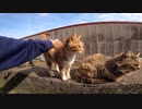 高い所に登ってマッタリしている野良猫たちをいっぱいモフって来たゾ