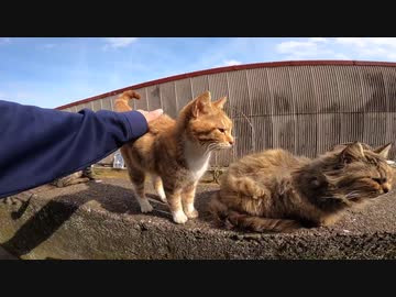 高い所に登ってマッタリしている野良猫たちをいっぱいモフって来たゾ