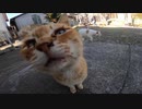 猫島で野良猫を膝の上に乗せて全力で島を楽しんだ！