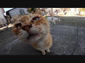 猫島で野良猫を膝の上に乗せて全力で島を楽しんだ！